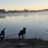 Two black and white dogs standing at the edge of a calm lake with a small duck swimming away, trees and mist along the far shore under an early morning sky