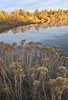 Dried wildflowers in the foreground with a calm river reflecting trees that have golden autumn foliage under a clear sky