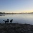Two black and white dogs standing at the edge of a calm lake with mist rising over the water and a clear sky at dawn