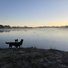 Two border collies standing on a frosty riverbank watching a duck swimming in calm water with mist rising under a clear early morning sky