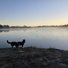 Two border collies standing on a frosty, grassy shore looking across a misty, calm river at dawn
