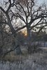 Bare trees with intricate branches silhouetted against a setting sun, dry grass in the foreground, and a house partially visible in the background