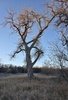 Tall leafless tree with textured bark standing in a field of dry grass under a clear blue sky at dusk