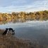 Two black and white dogs by the edge of a calm river with reflections of autumn trees and a cloudy sky