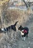 Two black and white border collies on a narrow dirt path surrounded by tall dry grass and leafless trees in a late autumn or early winter landscape