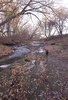 Two border collies walking along a rocky riverbank covered with fallen autumn leaves, with leafless trees arching overhead