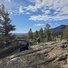 Two black and white border collies resting and standing on a rocky outcrop surrounded by pine trees with distant mountains under a partly cloudy sky