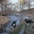 Two black and white border collies standing on large rocks beside a shallow, flowing creek surrounded by leafless trees and fallen leaves