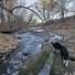 Two black and white border collies walking on large rocks beside a slow-moving river surrounded by leafless trees and scattered fallen leaves
