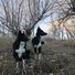 Two black and white border collies sitting and standing attentively in a dry grassy area with leafless trees under a clear sky