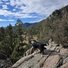 Two black and white border collies standing on a large rock ledge overlooking a forested valley with mountains in the distance under a partly cloudy sky