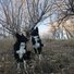 Two black and white border collies sitting on dry grass with bare trees and a clear sky in the background