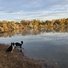 Two black and white border collies near the edge of a calm river with autumn-colored trees reflected in the water