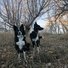 Two black and white border collies standing alert on a leaf-covered grassy path with leafless trees in the background during late autumn or early winter