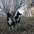 Two black and white border collies sitting and standing on dry grass among leafless trees in a late autumn or early winter woodland