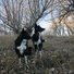 Two black and white dogs sitting among dry grass and leafless trees at dusk