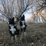 Two black and white border collies sitting alert in a dry, leaf-covered woodland area with bare trees under a clear sky