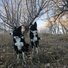 Two black and white border collies sitting on dry grass with leafless trees in the background under a clear sky