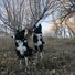 Two black and white border collies sitting and standing attentively on a grassy, leaf-strewn hillside with leafless trees in the background under a clear blue sky