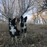 Two black and white border collies standing alert in a dry grassy area with leafless trees in the background under a clear sky