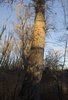 Tall tree trunk prominently lit by warm sunlight against a clear blue sky with leafless branches and surrounding trees in shadow