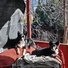 Two black and white border collies resting on a red outdoor couch covered with a beige blanket on a porch with leafless trees and sunlight casting shadows