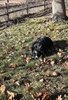 Black and white dog lying down on grass covered with scattered dry leaves near a tree and a wire fence