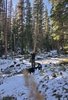 A person stands in a snowy forest clearing holding a walking stick, accompanied by two black and white border collies exploring the snow-covered ground among tall evergreen trees