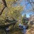 Two black dogs standing in shallow water of a calm creek surrounded by trees with yellow and green leaves under a clear blue sky