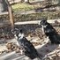 Two black and white border collies sitting on a leaf-strewn concrete path near a wooden fence with wire mesh on a sunny fall or winter day