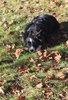 black and white border collie lying down on grass scattered with dry oak leaves