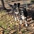 Two black and white border collies standing on grass and dirt near a tree and a wire fence, one dog has a small orange ball near its front paws