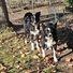 Two black and white border collies standing on grass and dirt near a tree and wire fencing with a small orange and blue ball on the ground