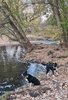 Two black and white border collies standing near the edge of a calm river surrounded by fallen leaves and tall trees with early autumn foliage