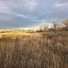 Tall golden grass in an open field with leafless trees in the background and two black and white dogs standing among the grass under a cloudy sky