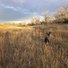 Two border collies running through a tall dry grass field with leafless trees and a cloudy sky in the background