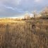 Two black and white dogs running through a field of tall dry grass under a cloudy sky with leafless trees in the background