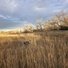 A black and white dog standing in tall dry grass in a field under a cloudy sky with leafless trees in the background