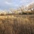 Two border collies playing in a field of tall dry grass with leafless trees in the background under a partly cloudy sky