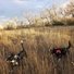 Two black and white dogs wearing harnesses standing in tall dry grass with leafless trees and a cloudy sky in the background