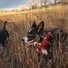 Two black and white border collies exploring tall dry grass in a sunlit open field during late afternoon