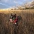 Black and white dog wearing a red harness standing in a field of tall, dry grass with leafless trees and a partly cloudy sky in the background