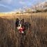Black and white dog wearing a red harness standing attentively in tall dry grass with leafless trees and a blue sky in the background