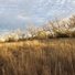 Golden tall grasses in a field with leafless trees in the background under a mostly cloudy sky, with a small black and white dog standing among the grass