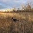 Two black and white border collies standing alert in a tall dry grass field with leafless trees in the background under a cloudy sky
