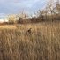 Tall dry golden grass covering a field with a black and white dog partially hidden among the grass, with leafless trees in the background under a cloudy sky