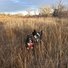 Two black and white border collies standing in tall dry grass in a field with leafless trees and a partly cloudy sky in the background