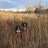Two black and white border collies standing in tall dry grass with leafless trees in the background during late afternoon light