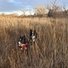Two black and white dogs with tongues out standing in tall dry grass under a cloudy sky with bare trees in the background