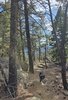 A black and white border collie walking on a forest trail surrounded by pine trees and large rocks with a view of distant mountains under a partly cloudy sky